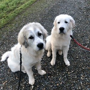 Meet your Posher, Tia